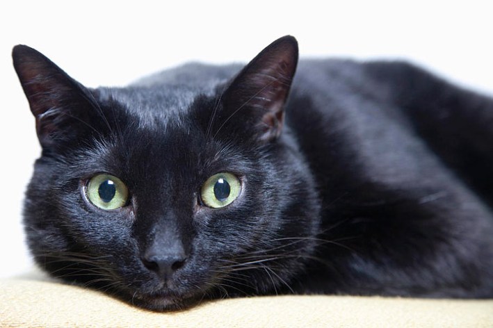 Bombay cat with good body structure