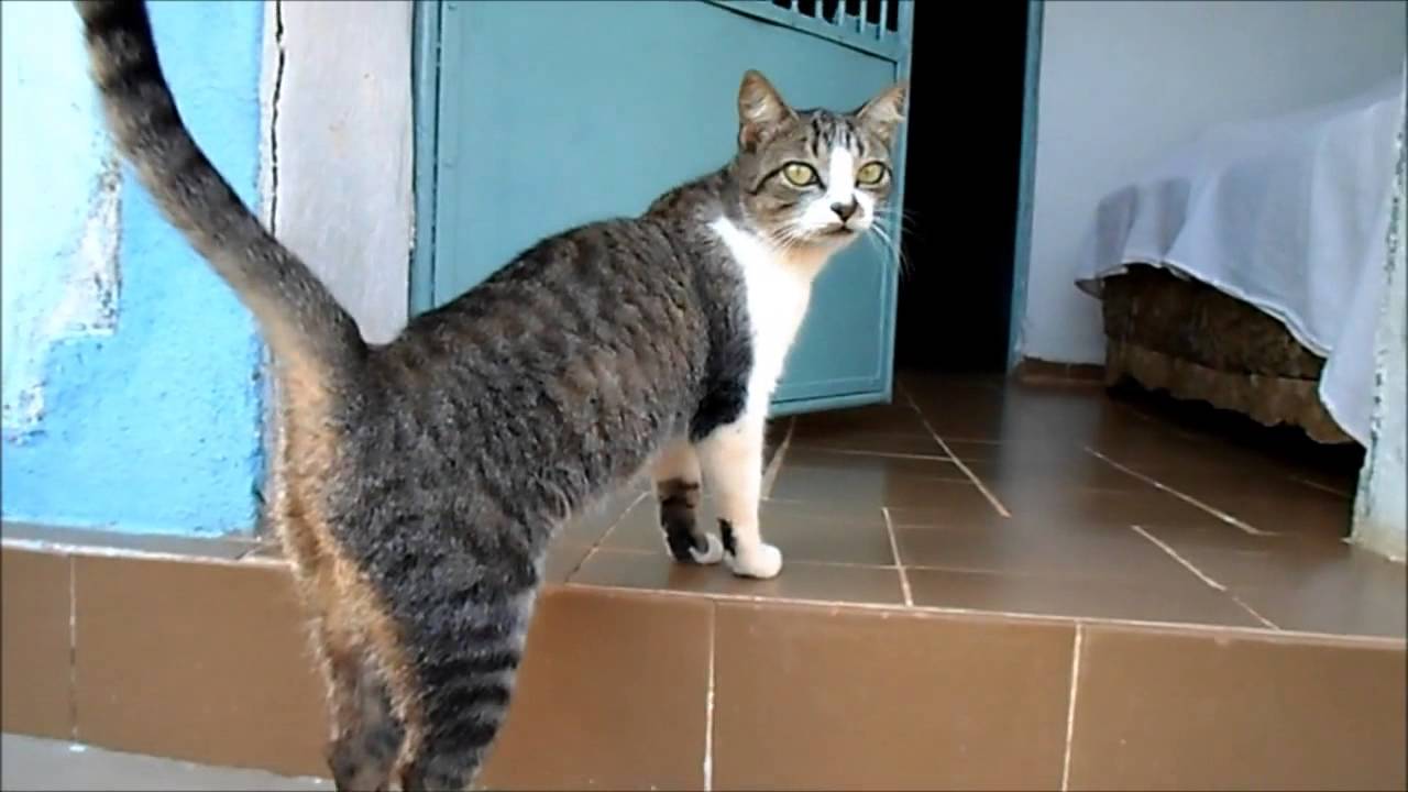 Brazilian shorthair with good body structure