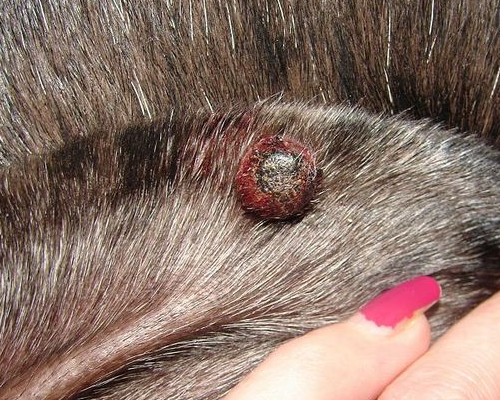bumps or lumps on dog skin