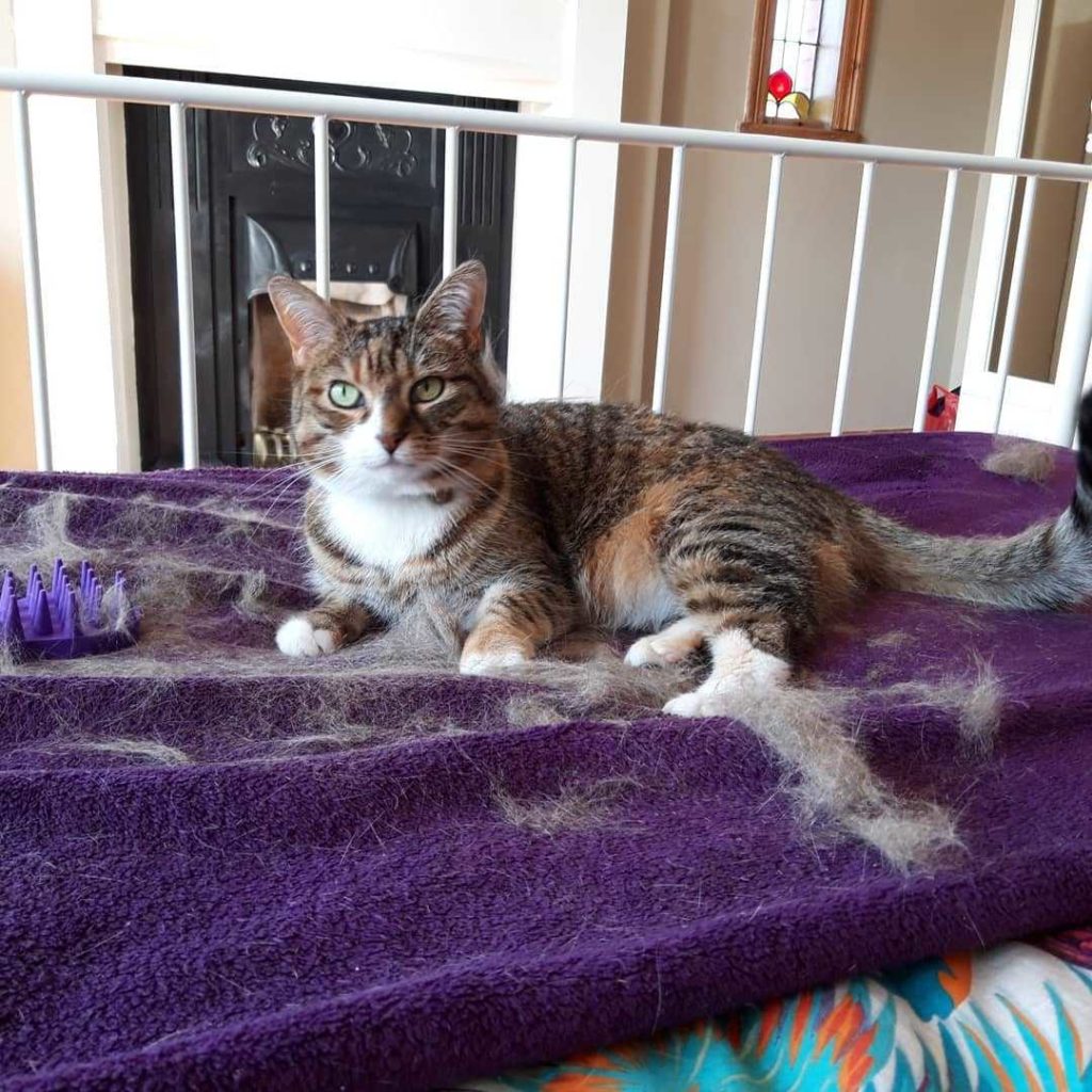 hair loss in a cat lying on the bed