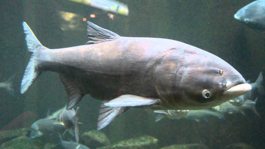 The asian carp fish in water