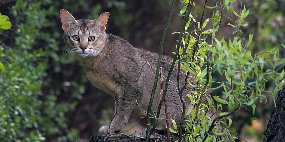 Chausie cat breed standing on the log of wood