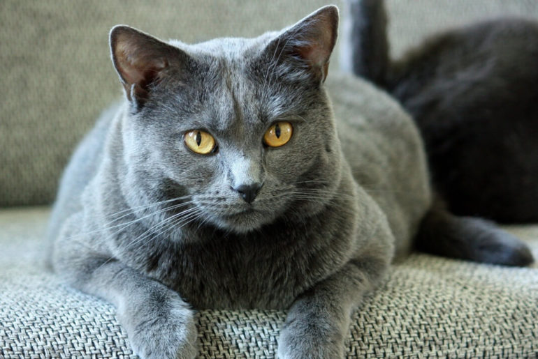 The Chartreux cat breed