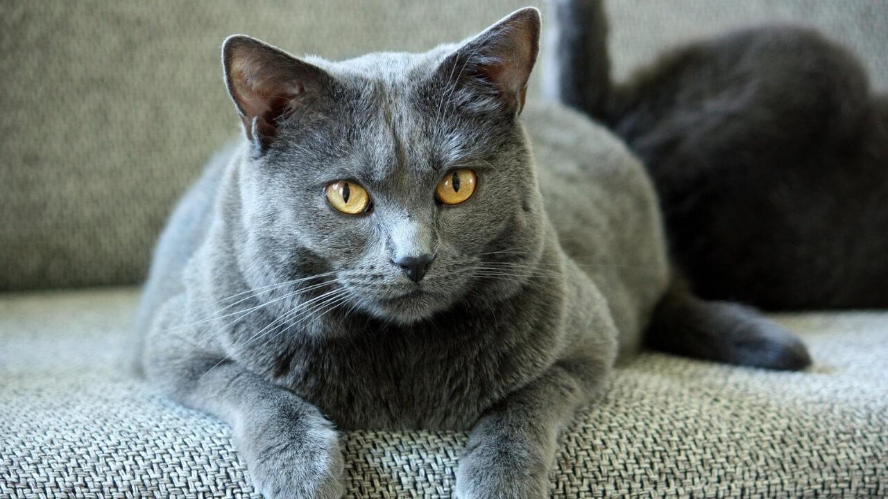 The Chartreux cat breed