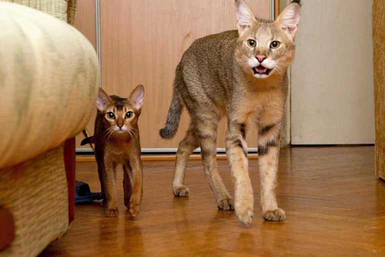 Chausie cat breed with the kitten
