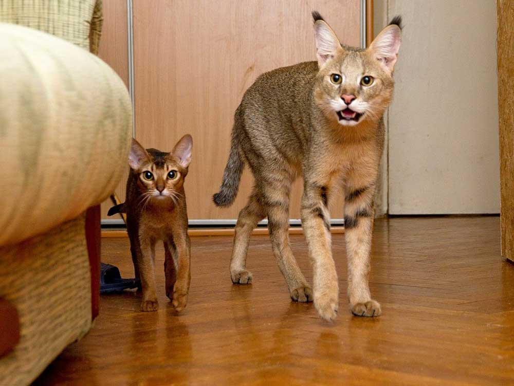 Chausie cat breed with the kitten