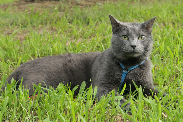 Chartreux with good body structure