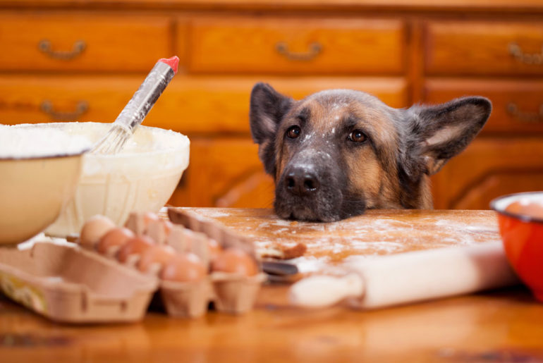 foods that should not be given to your dogs
