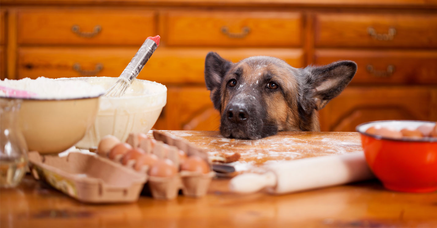 foods that should not be given to your dogs