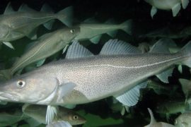 Atlantic cod fish species