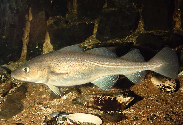 Atlantic cod displaying its behavior