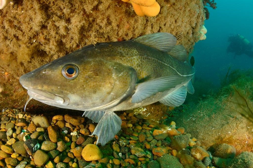 Atlantic cod swimming in its habitat