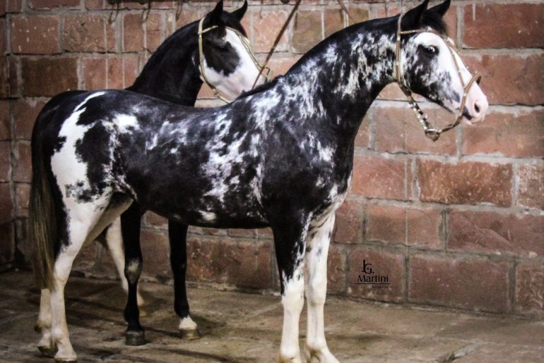 Criollo horse breed