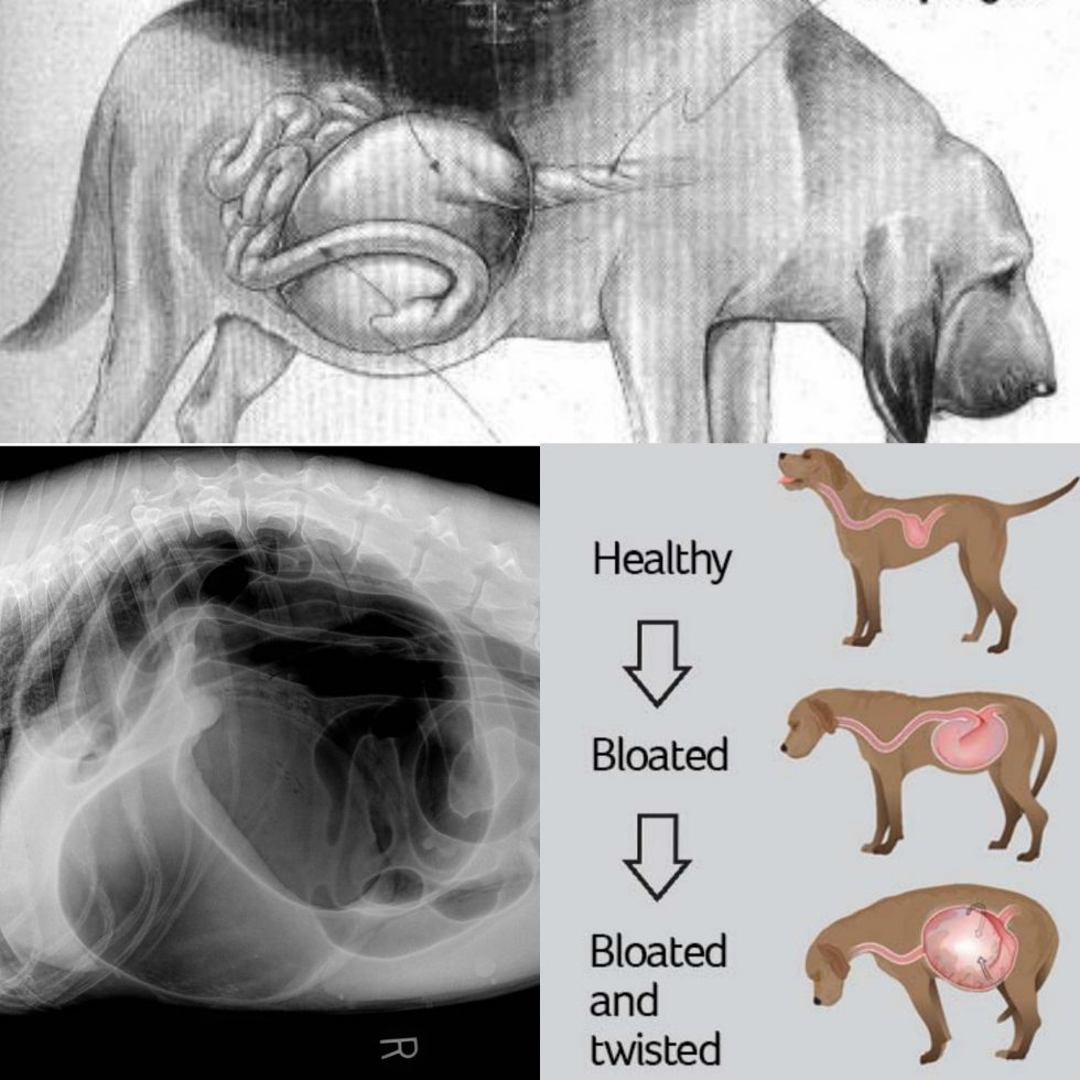 causes of gastric dilatation volvulus in dog