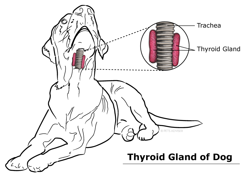 dog with hypothyroidism