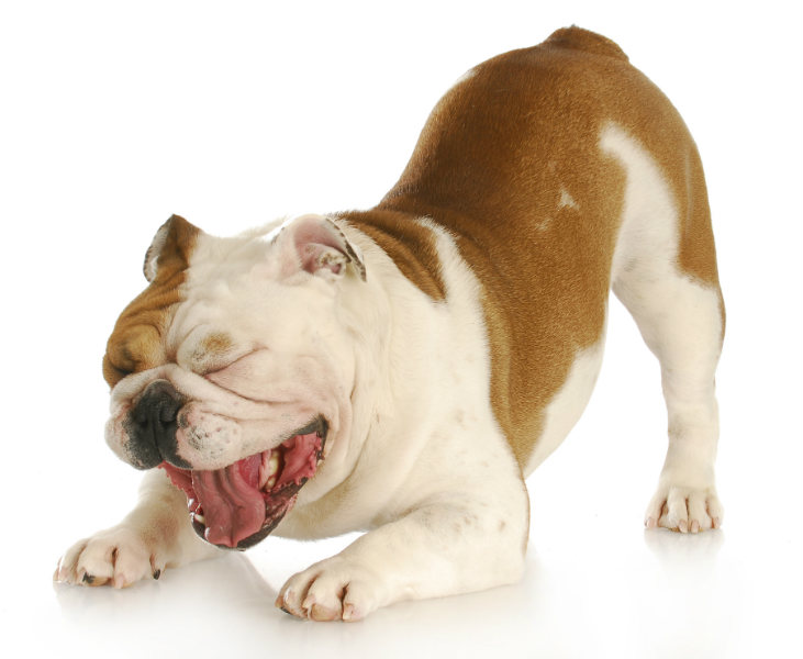A dog with signs and symptoms of kennel cough