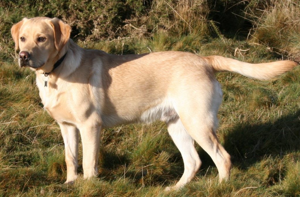 Labrador with good physical appearance