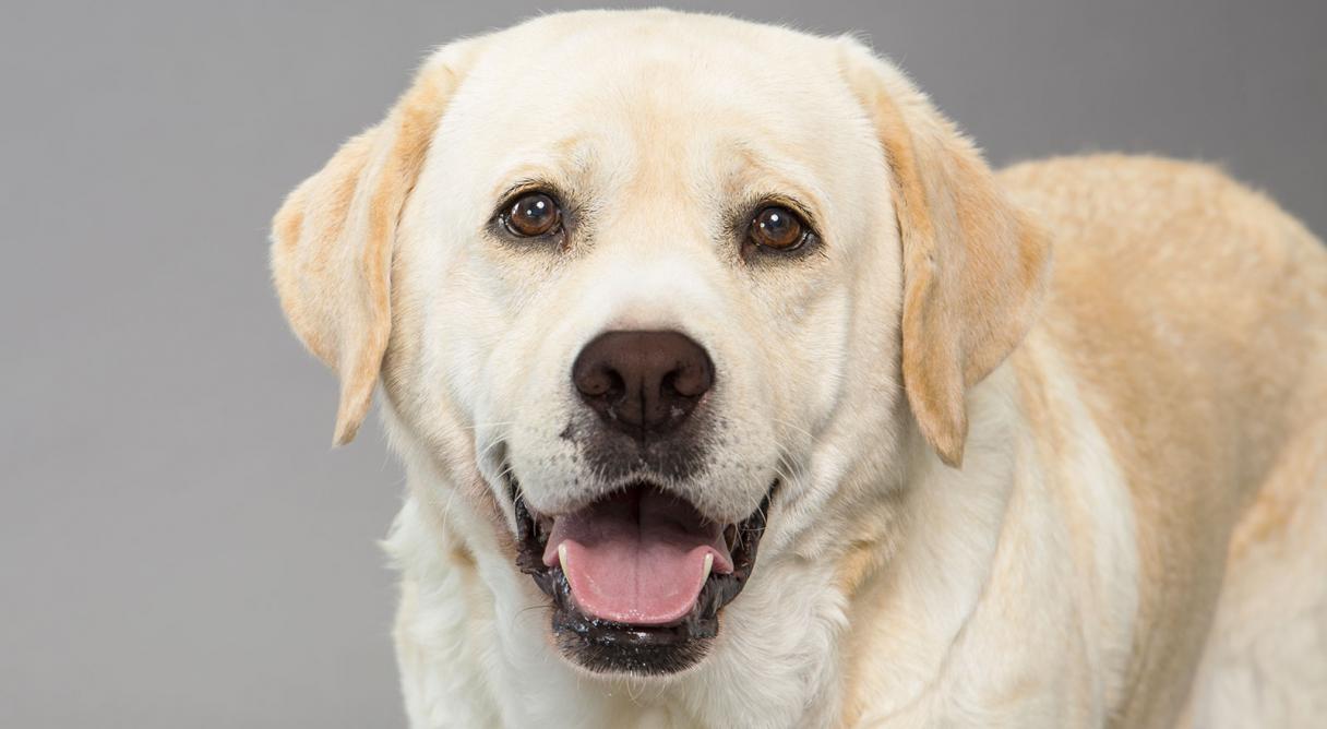 Labrador retrievers dog breed