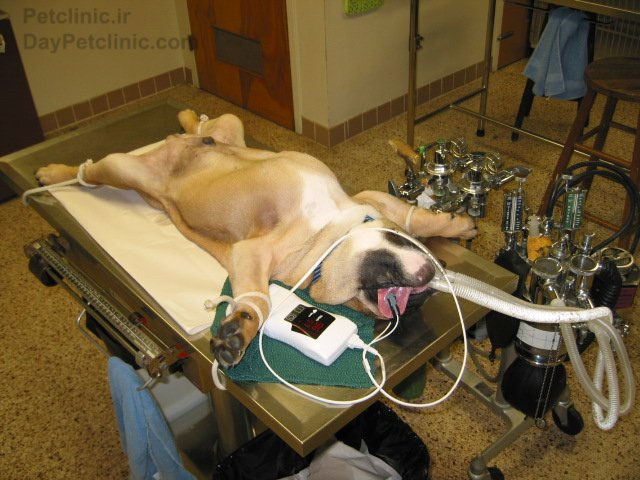 Male dog neutering in the process of surgery