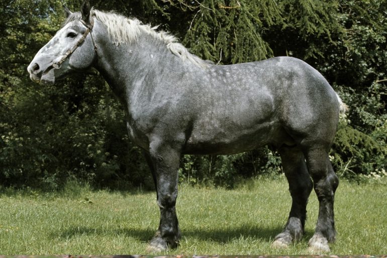 Percheron horse breed