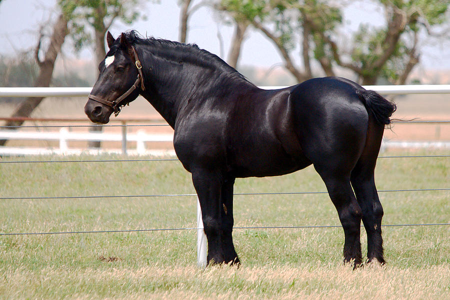 Percheron horse wit good body structure