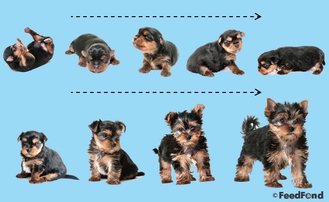 Transitional stages in puppy