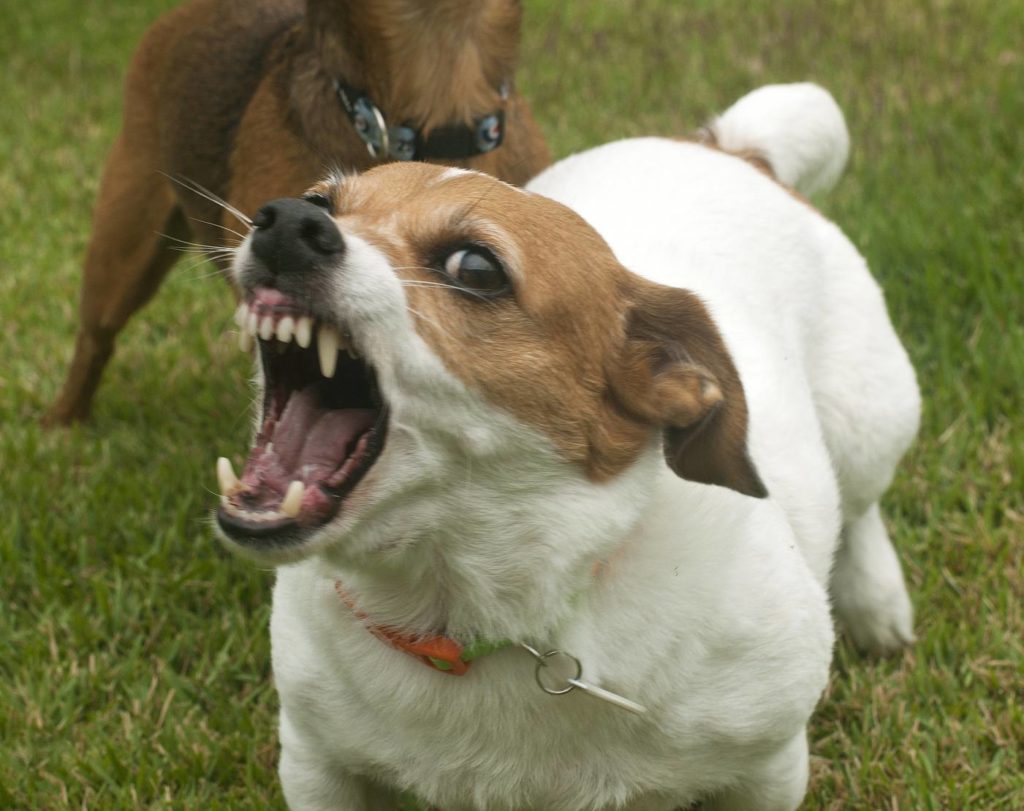 dog with rabies displaying violent attitude