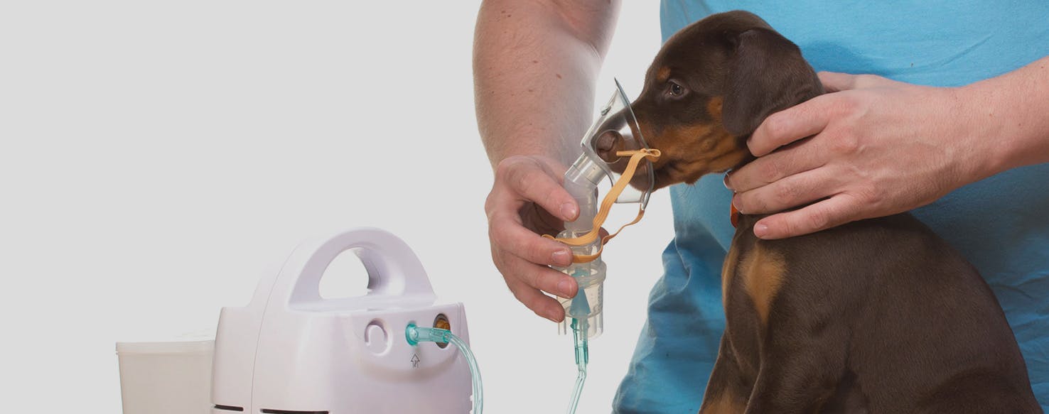 Respiratory infections in dogs