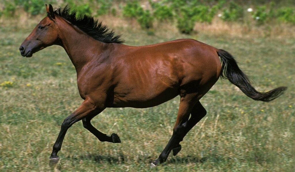 sardinian anglo-arabian horse breed