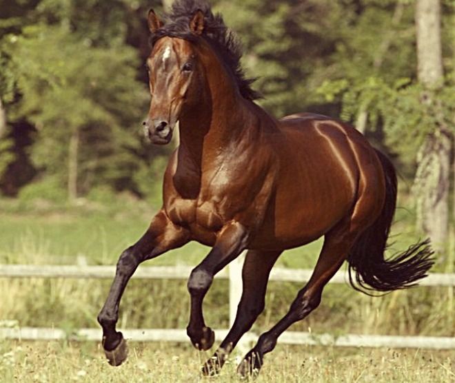 sardinian horse breed running
