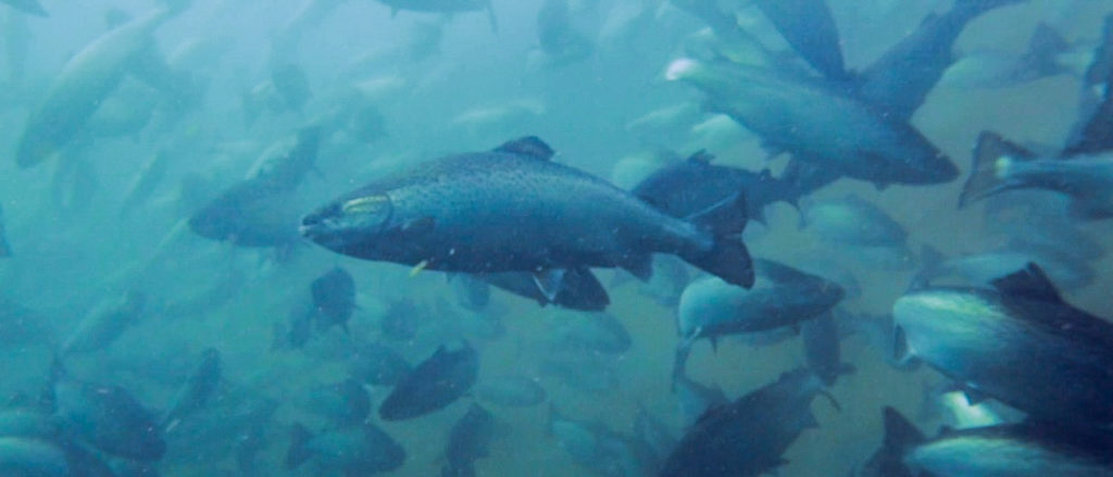 Arripis Australian salmon in its habitat