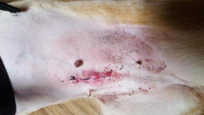 spayed dog with incision on the stomach