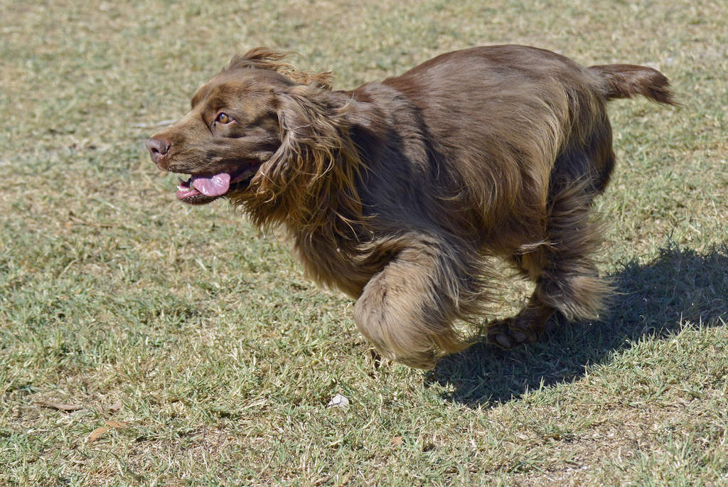 Sussex spaniel with good physical appearance