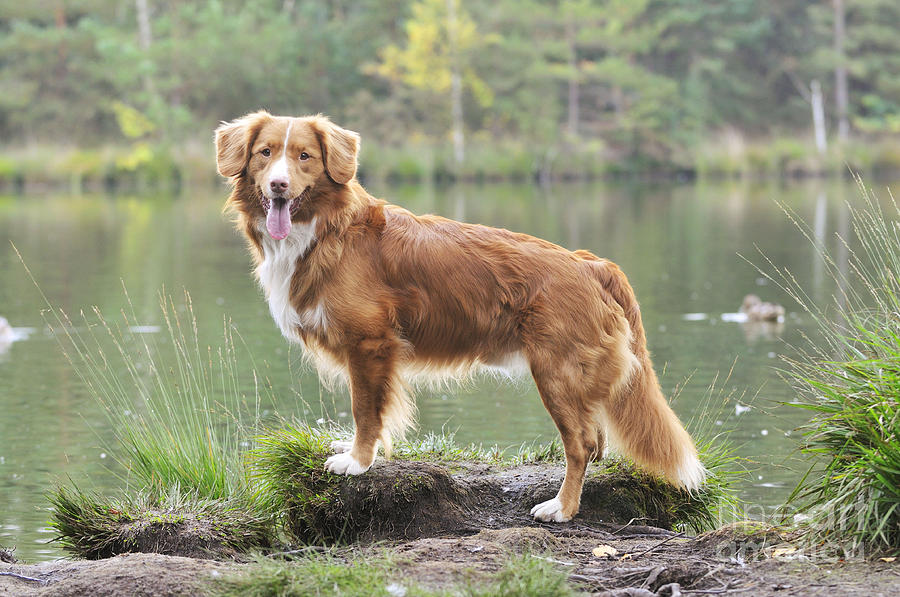 Nova Scotia Duck Tolling Retriever with good physical appearance