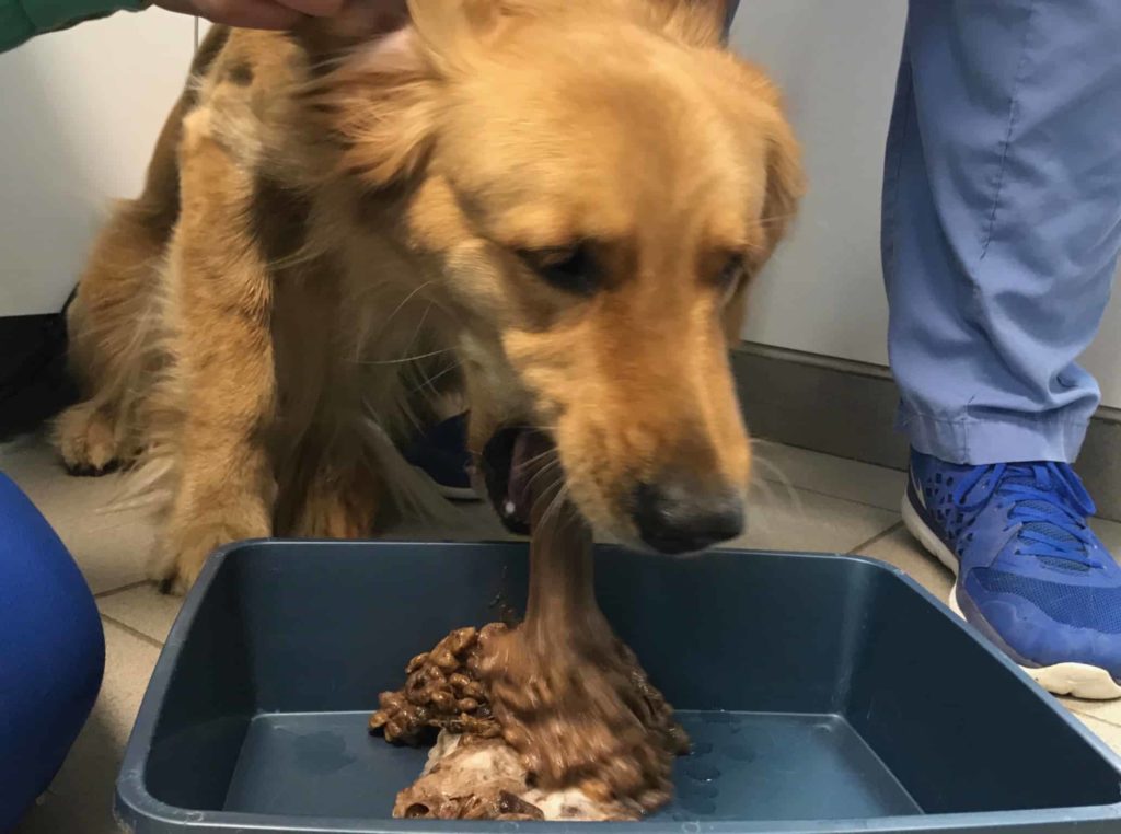 a dog vomiting its food
