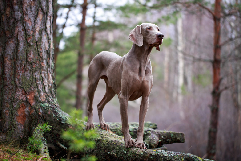 Weimaraner with good physical appearance