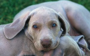 Weimaraner during training and caring