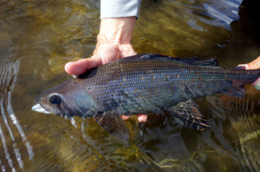 Australian grayling fish species