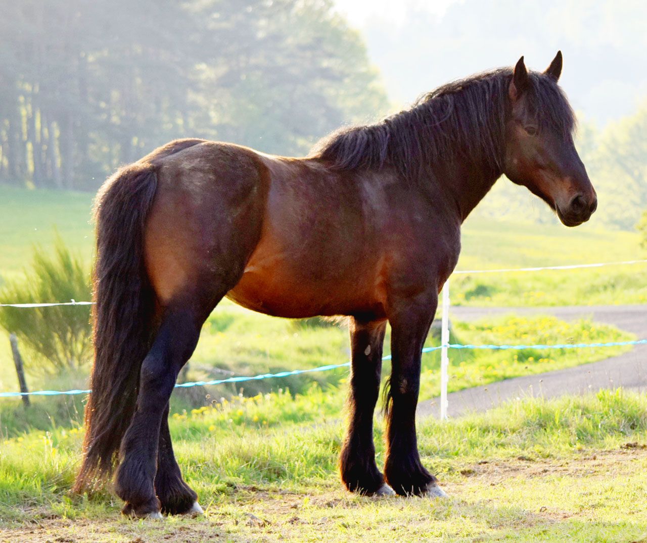 Auvergne horse breed