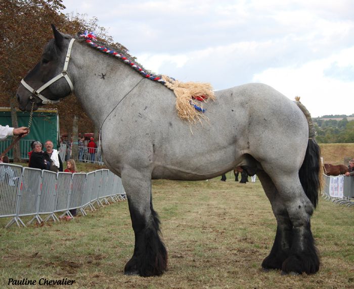 Auxois horse breed standing in the arena
