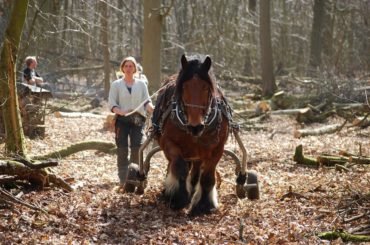 Auxois horse breed