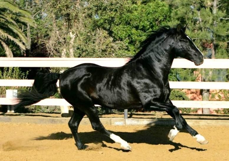 Azteca horse breed running