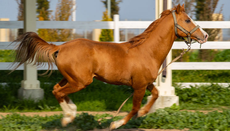 Azerbaijan breed of horse