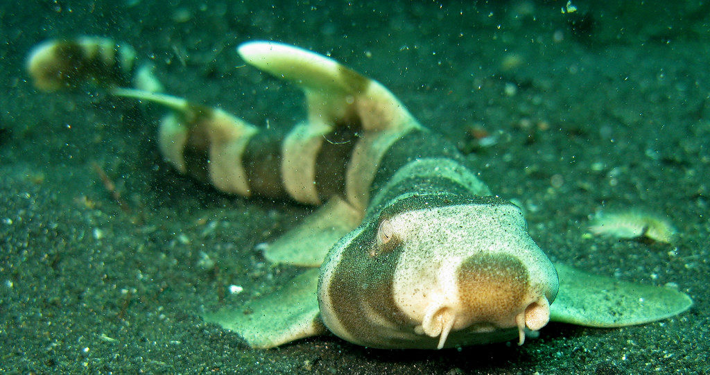 Bamboo shark looking for diets
