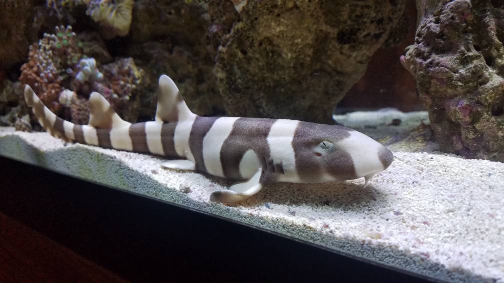 Bamboo  shark with good body structure