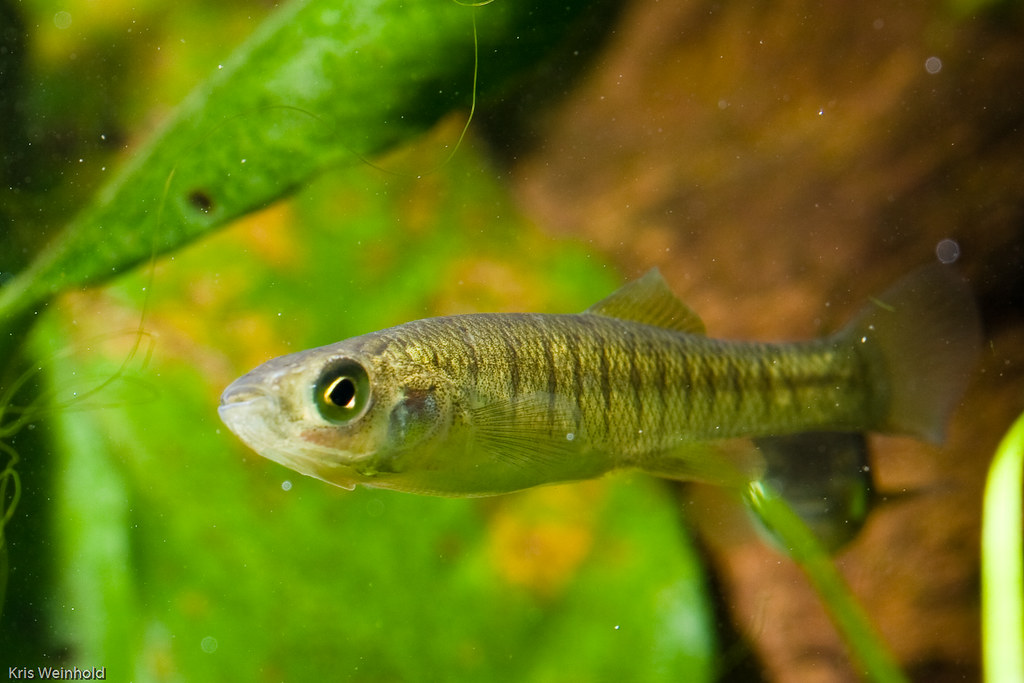 Banded killifish with body structure