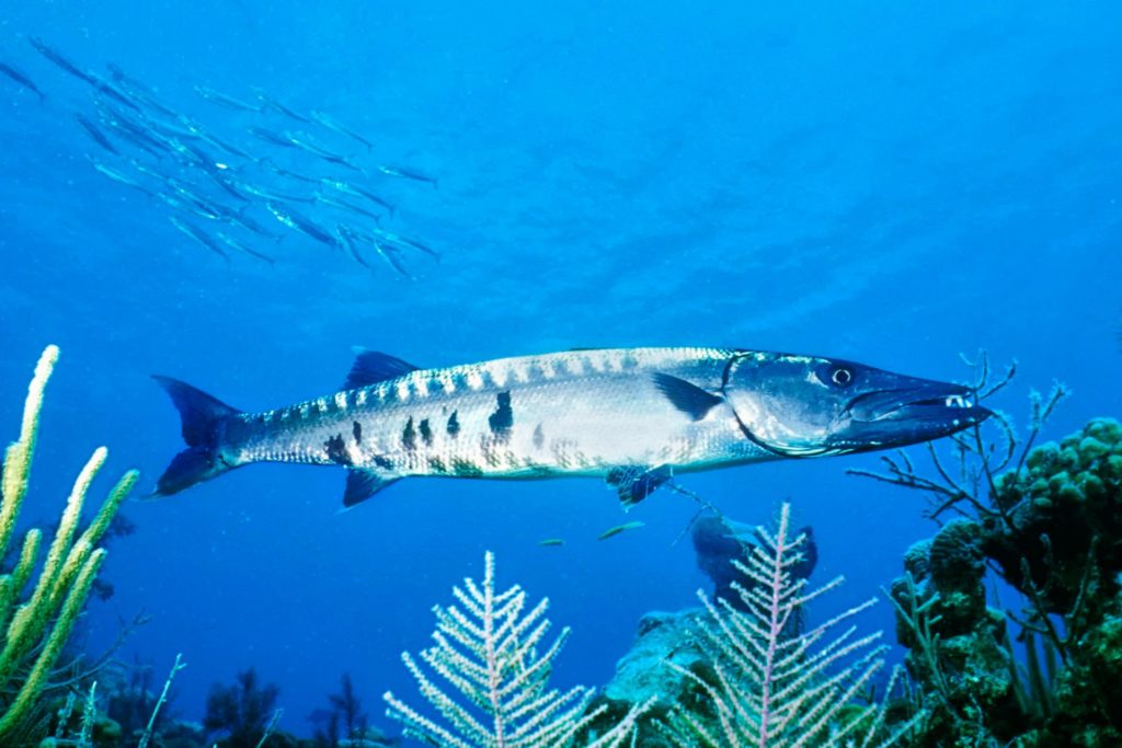 Barracuda species with smooth body strucutre