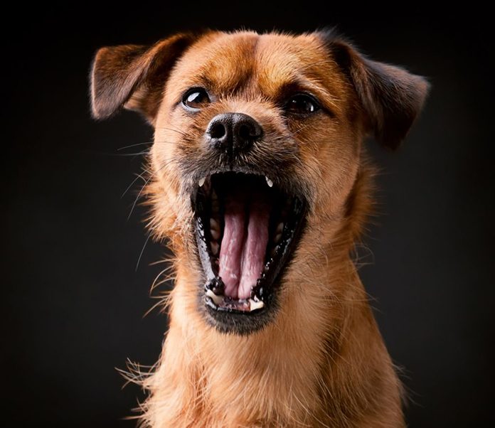 A dog barking because of fear