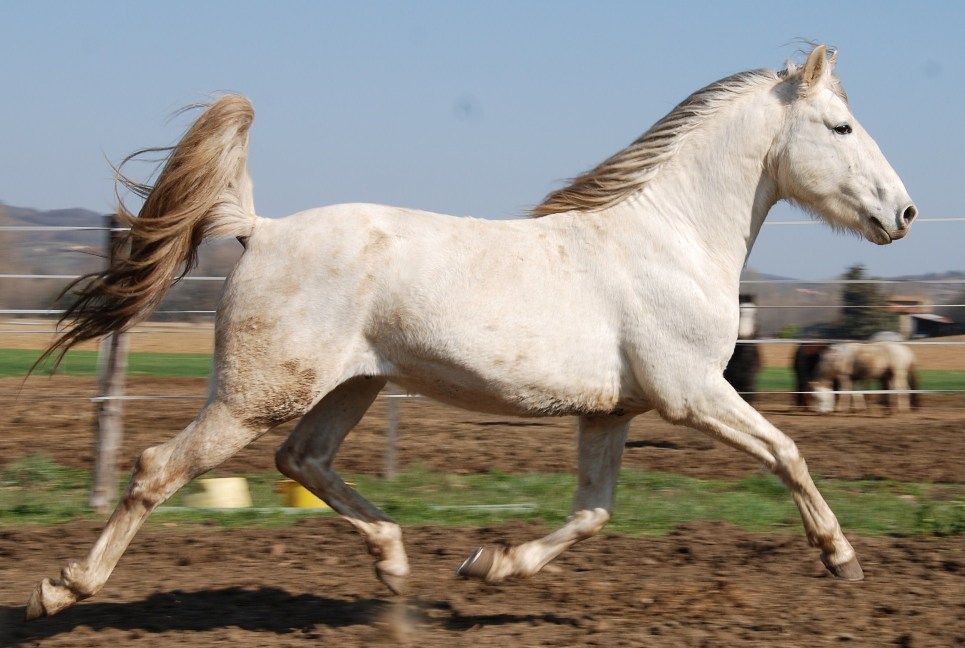 Barb horse with healthy body structure
