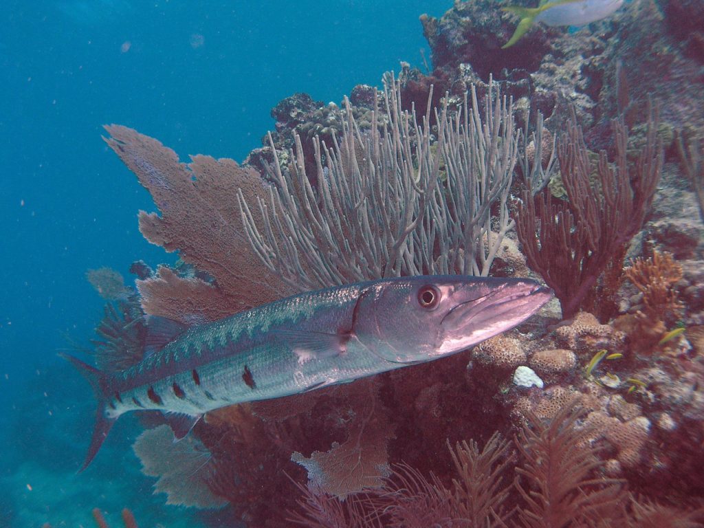 Barracuda in its habitat